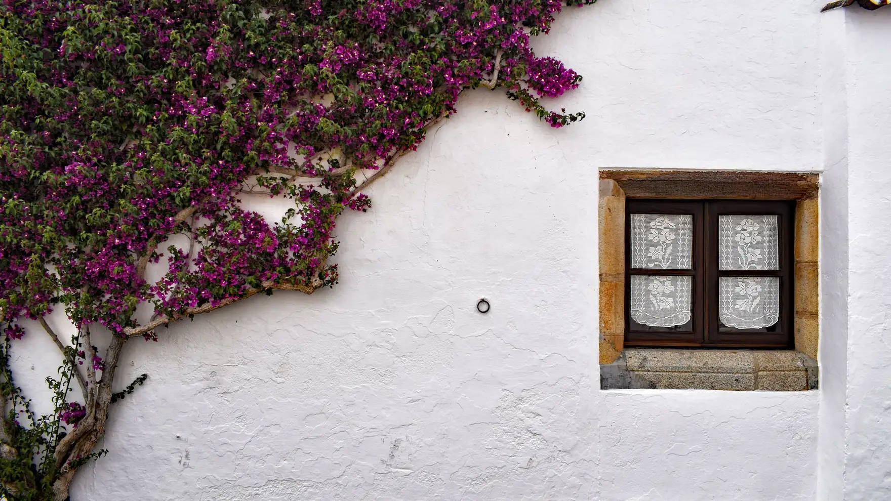 Bougainvillea climbing a whitewashed wall beside a rustic window in Évora, Portugal