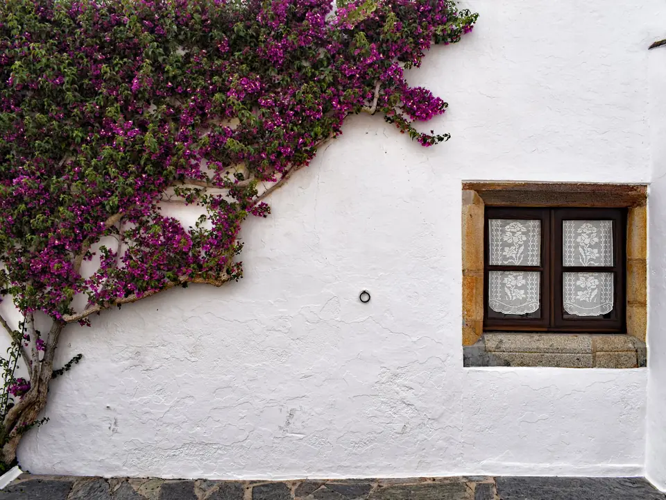 Bougainvillea climbing a whitewashed wall beside a rustic window in Évora, Portugal